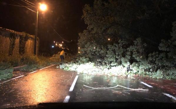 Un árbol ha caído en la carretera de subida a la Bien Aparecida.