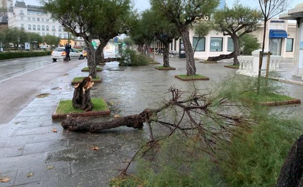 Imagen principal - Árboles caídos en la primera playa de El Sardinero y en Mesones.