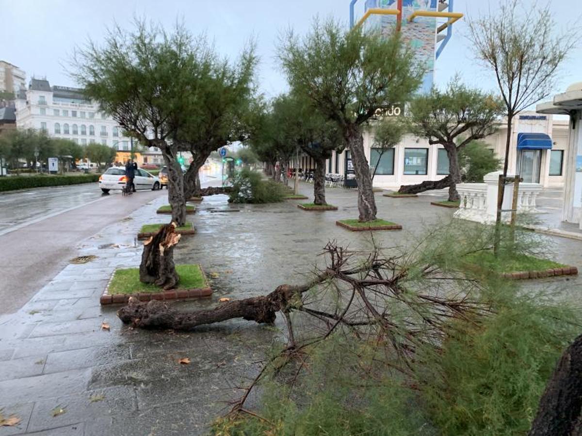 Árboles tronchados en la primera playa de El Sardinero.