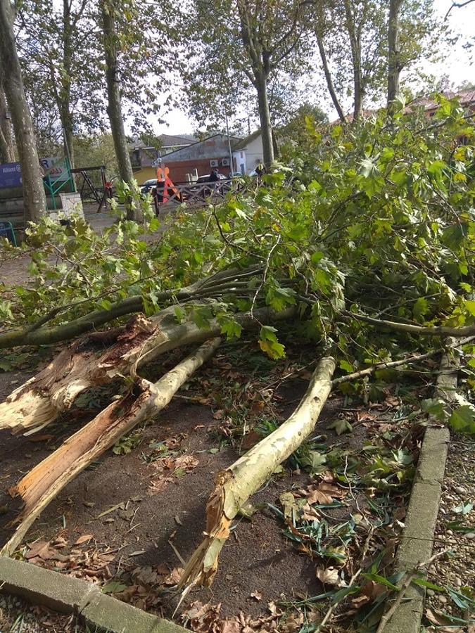 Árboles destrozados en Oruña de Piélagos.