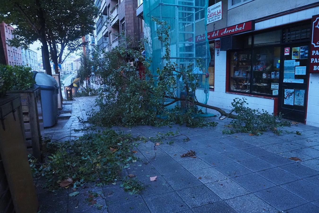 El viento derribo árboles en Santander.