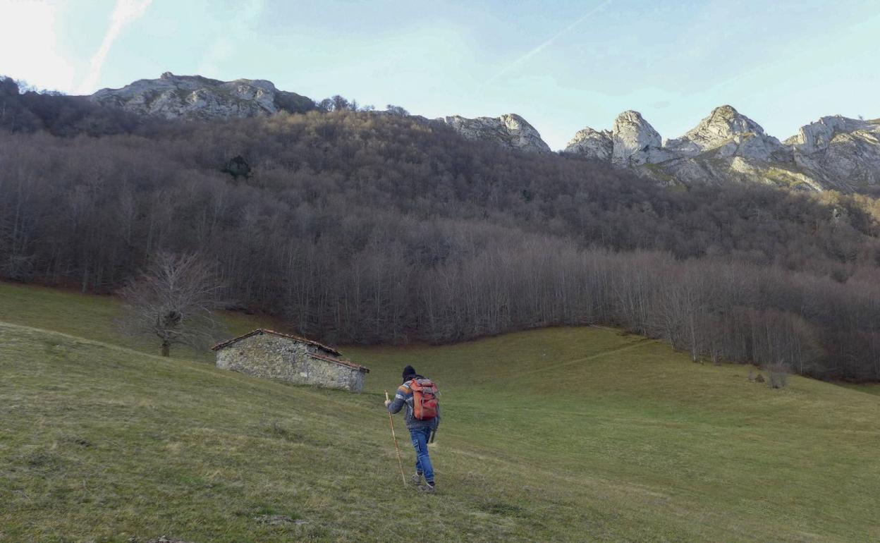 Un senderista camina hacia la peña Ciqueras a través de la inmensa pradera rodeada por el hayedo.