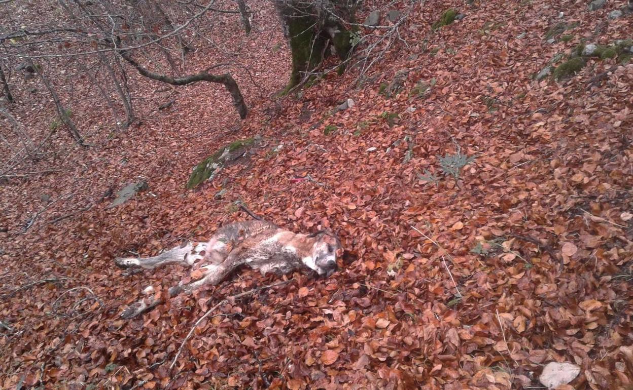 El PP pide explicaciones sobre la rebaja de las indemnizaciones por los daños de la fauna silvestre