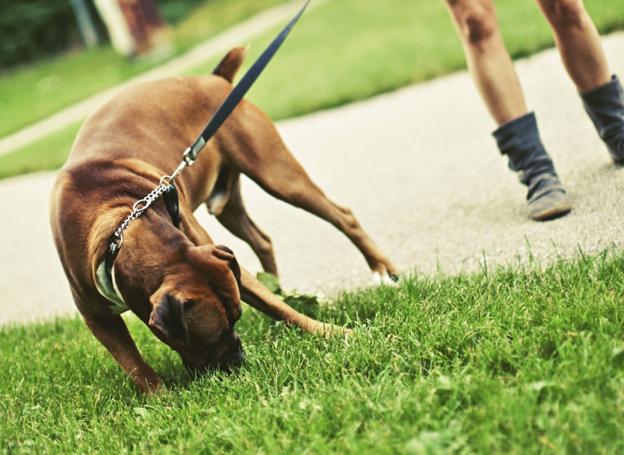 Un perro junto a su dueña come hierba de una zona ajardinada.