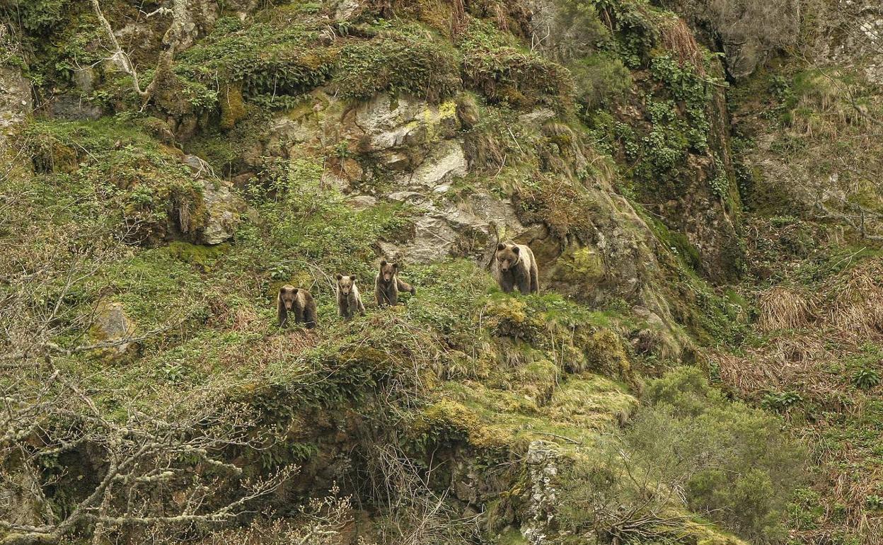 Una hembra de oso pardo cantábrico, con sus tres crías de segundo año, en 2017.