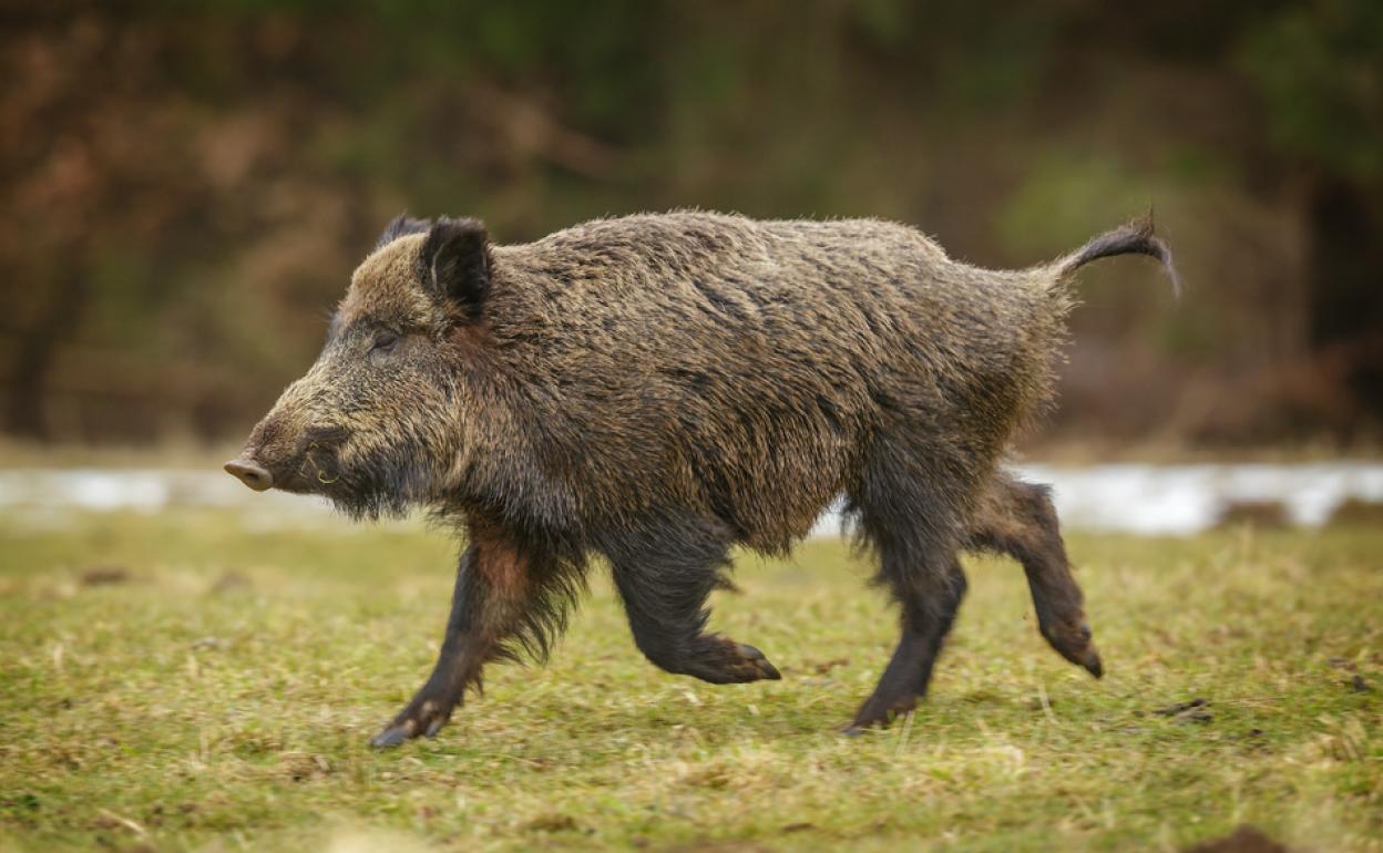 Confirmado un caso de triquinosis en Ciudad Real por consumir carne de jabalí sin control veterinario