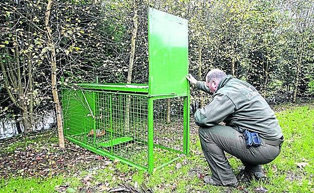 Los jabalíes estrenan enemigo