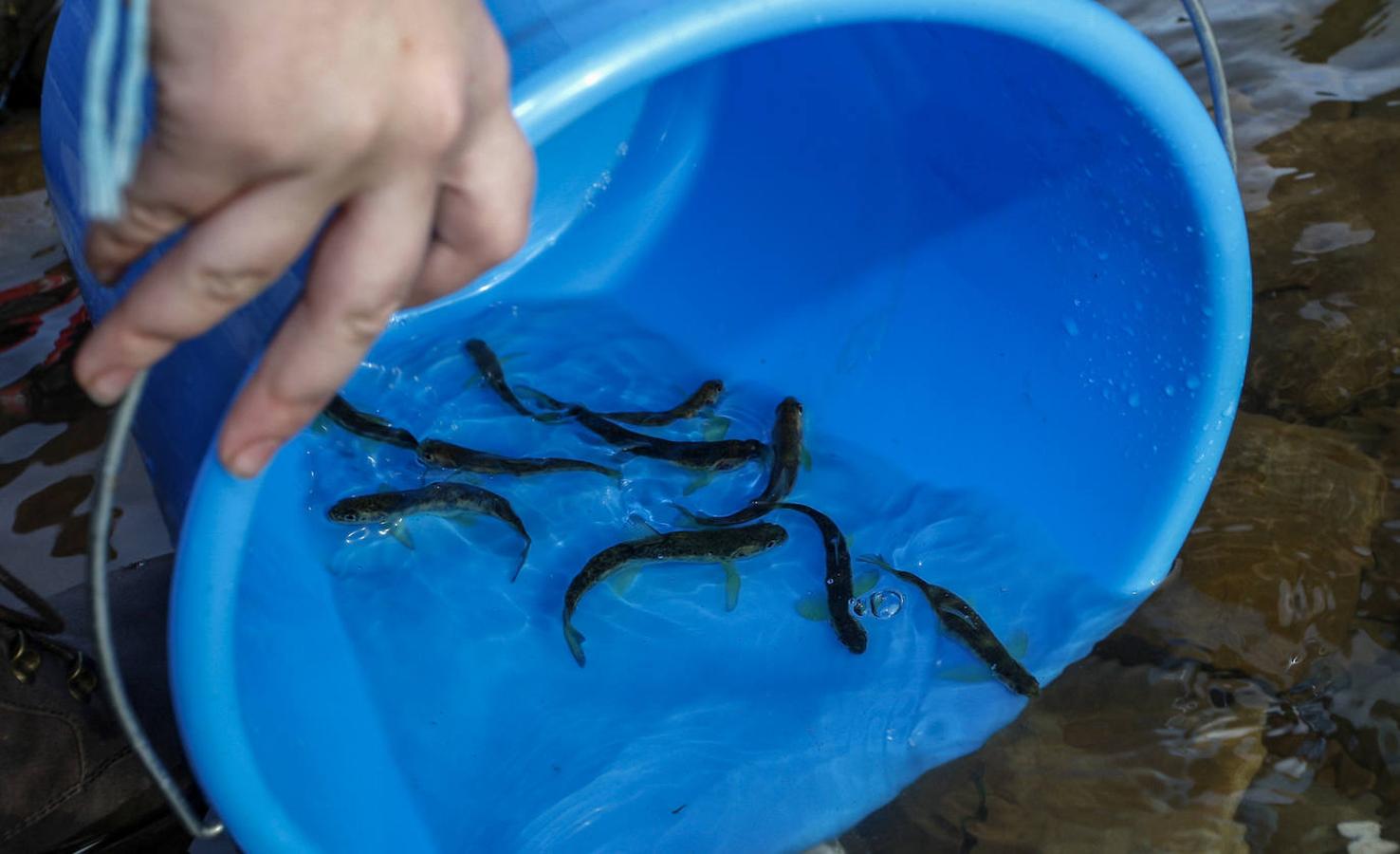 Alumnos del colegio San Agustín de Santander han colaborado en la suelta de salmones en el río Besaya.