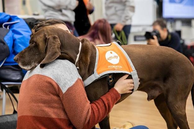 Una imagen con un perro vale contra el estrés.