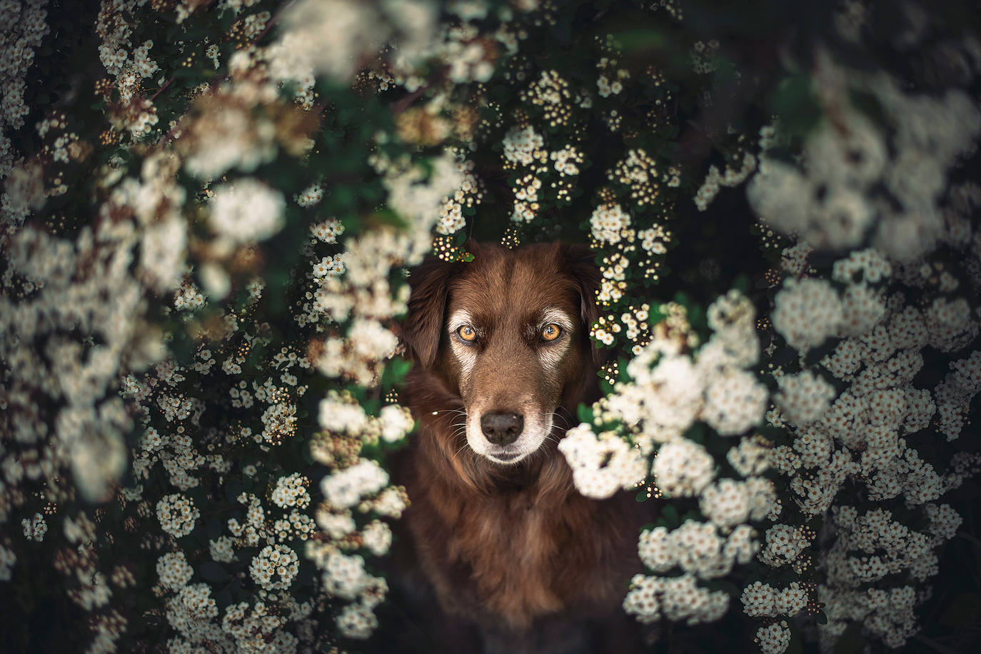 La fotógrafa austriaca ha sido galardonada este año como 'Mejor fotógrafa de perros 2019' en la categoría 'Perros rescatados', del concurso organizado por el Kennel Club Charitable Trust.