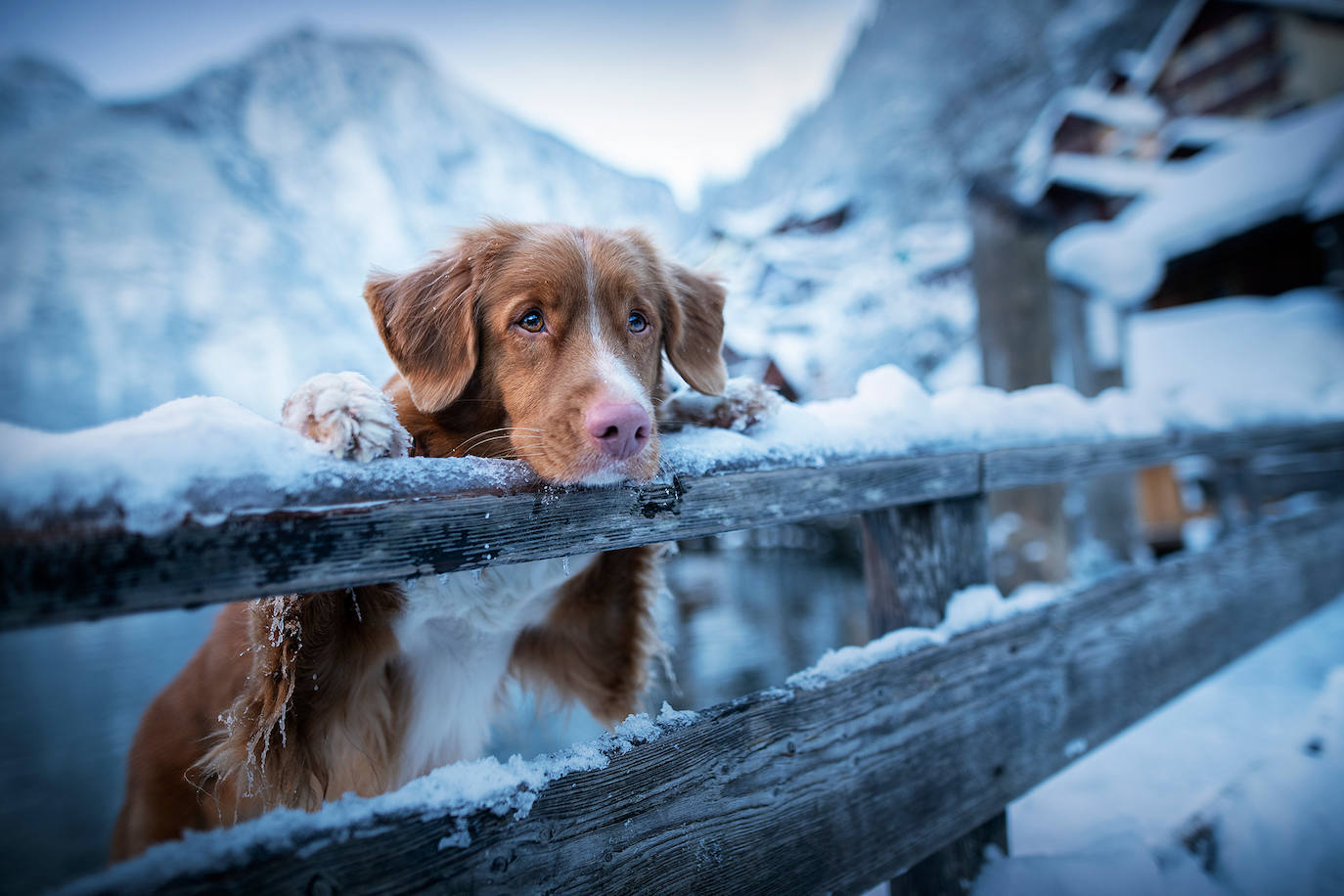 La fotógrafa austriaca ha sido galardonada este año como 'Mejor fotógrafa de perros 2019' en la categoría 'Perros rescatados', del concurso organizado por el Kennel Club Charitable Trust.