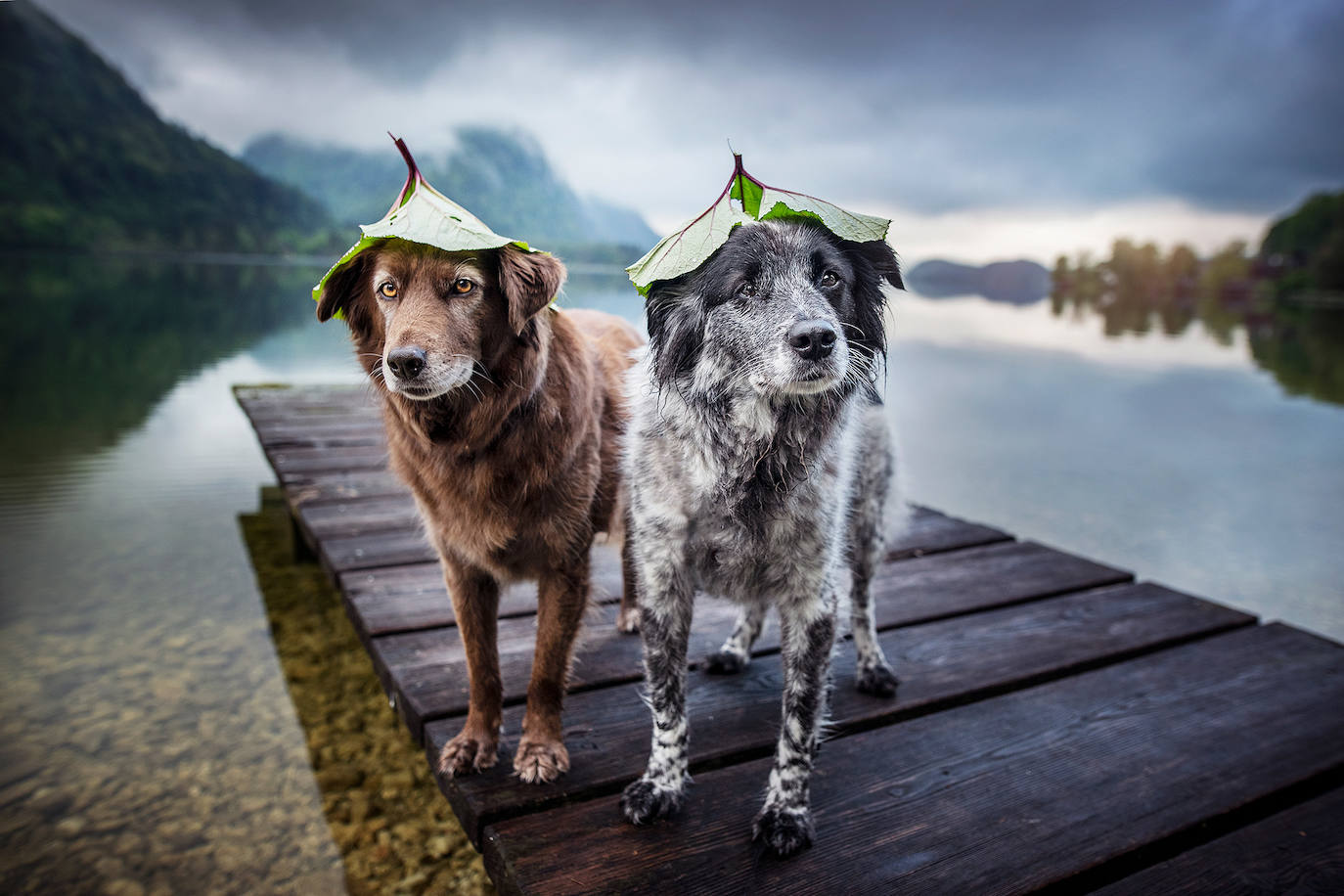 La fotógrafa austriaca ha sido galardonada este año como 'Mejor fotógrafa de perros 2019' en la categoría 'Perros rescatados', del concurso organizado por el Kennel Club Charitable Trust.