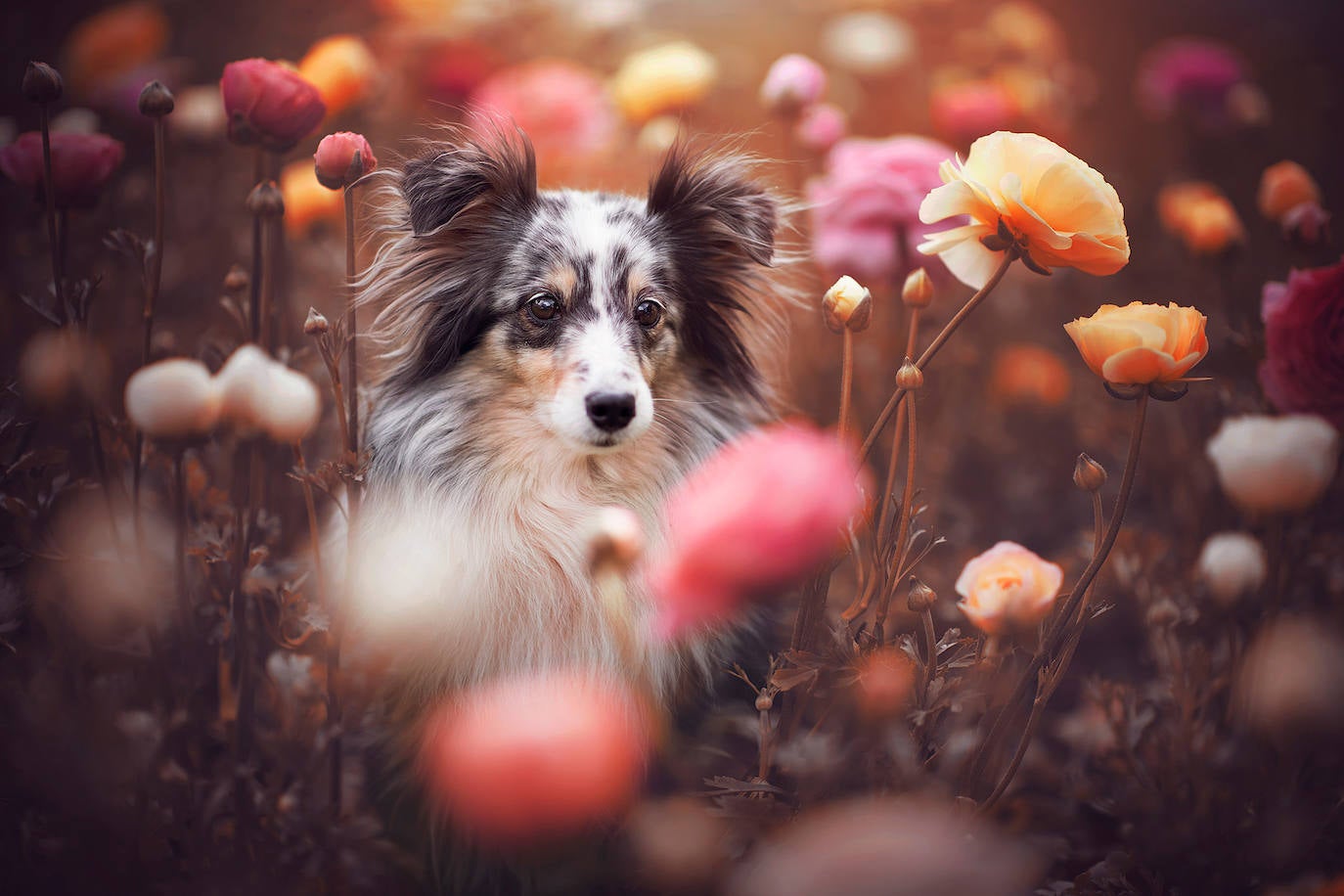 La fotógrafa austriaca ha sido galardonada este año como 'Mejor fotógrafa de perros 2019' en la categoría 'Perros rescatados', del concurso organizado por el Kennel Club Charitable Trust.