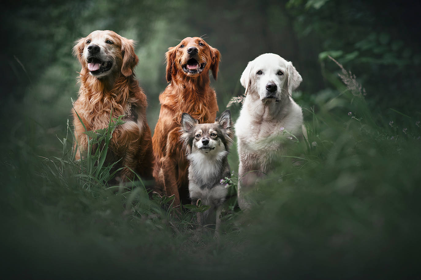 La fotógrafa austriaca ha sido galardonada este año como 'Mejor fotógrafa de perros 2019' en la categoría 'Perros rescatados', del concurso organizado por el Kennel Club Charitable Trust.