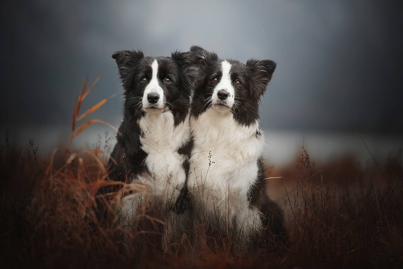 La fotógrafa austriaca ha sido galardonada este año como 'Mejor fotógrafa de perros 2019' en la categoría 'Perros rescatados', del concurso organizado por el Kennel Club Charitable Trust.