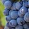 Imagen - Se utiliza como variedad complementaria en la elaboración de los vinos tintos y rosados. Debido a su baja acidez y bajo también el contenido de azúcar, lo más normal es mezclarla con otras variedades