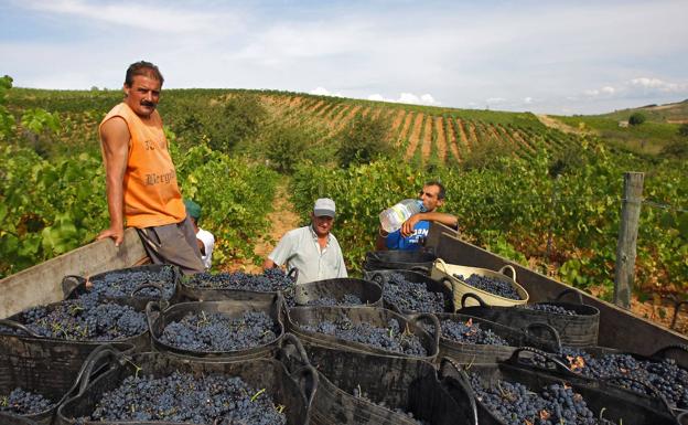 Imagen. Vendimia en una finca de la provincia de León.