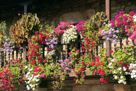 En las balconadas de las casas de Liéganes son habituales los geranios.