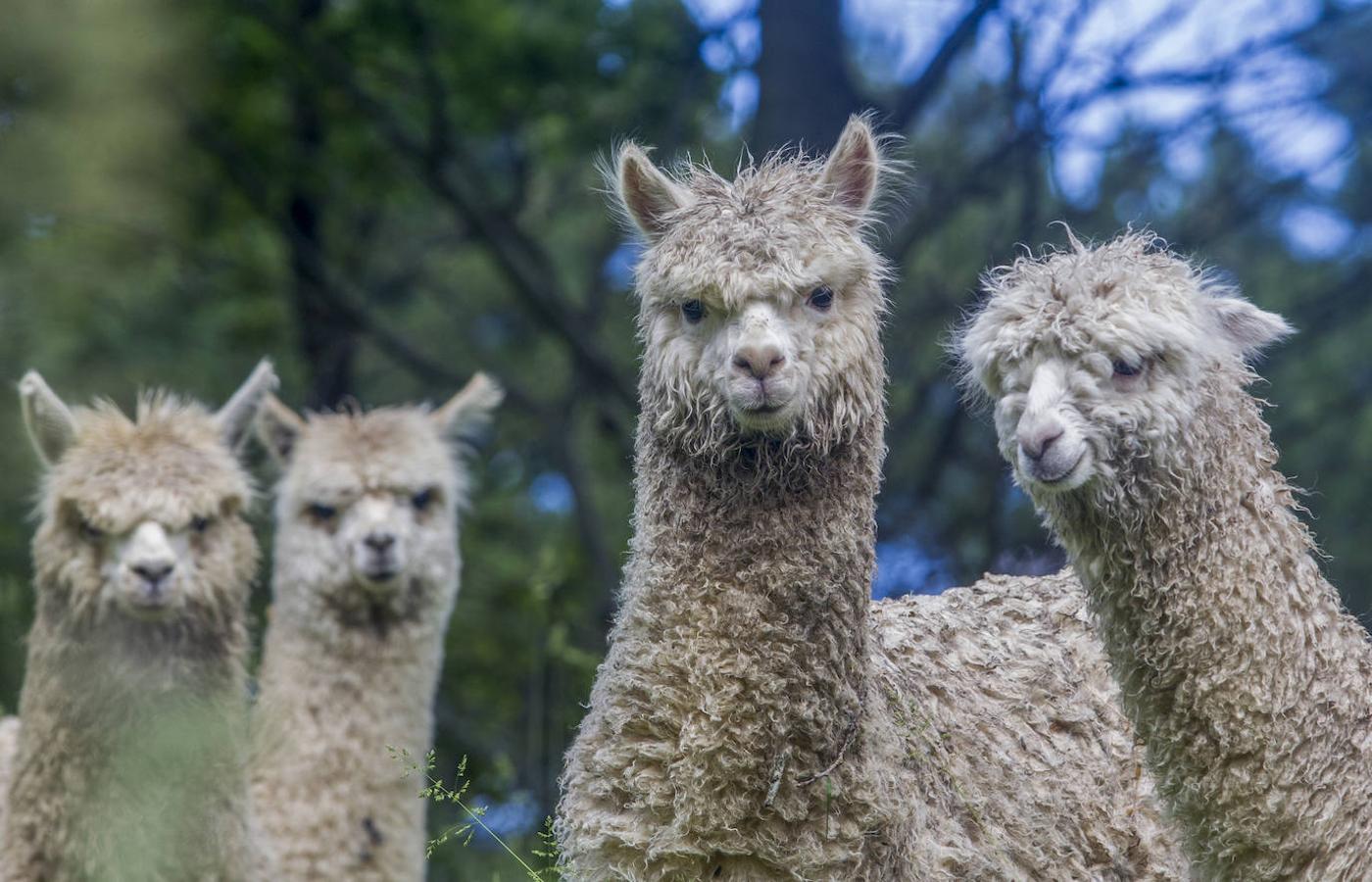 Imagen de la ganadería textil de cría de alpacas para la obtención de fibra natural ubicada en Pámanes. Allí se educa en la concienciación medioambiental, el amor por los animales y la naturaleza; y se enseña cómo se transforma dicha fibra (hilar, tejer, fieltros, teñir…).