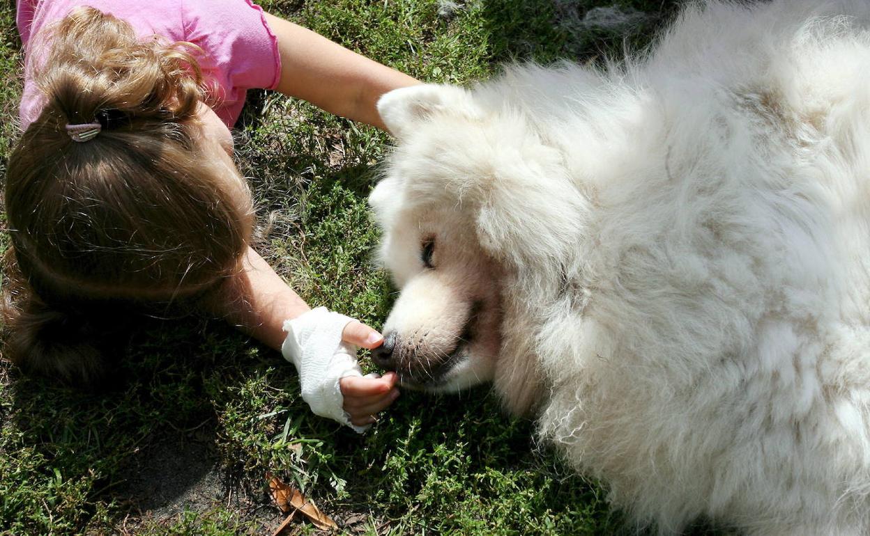 Criarse con perros puede reducir el riesgo de padecer esquizofrenia