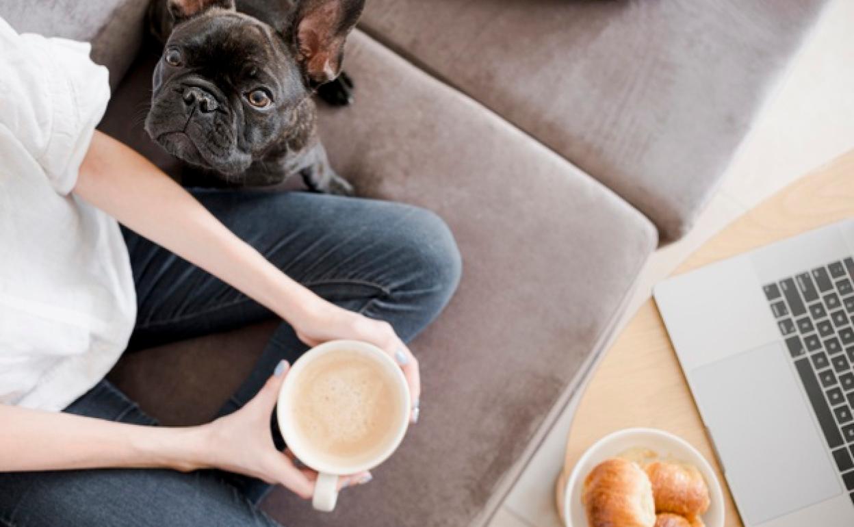 La cafeína está en la lista negra de nuestros perros.