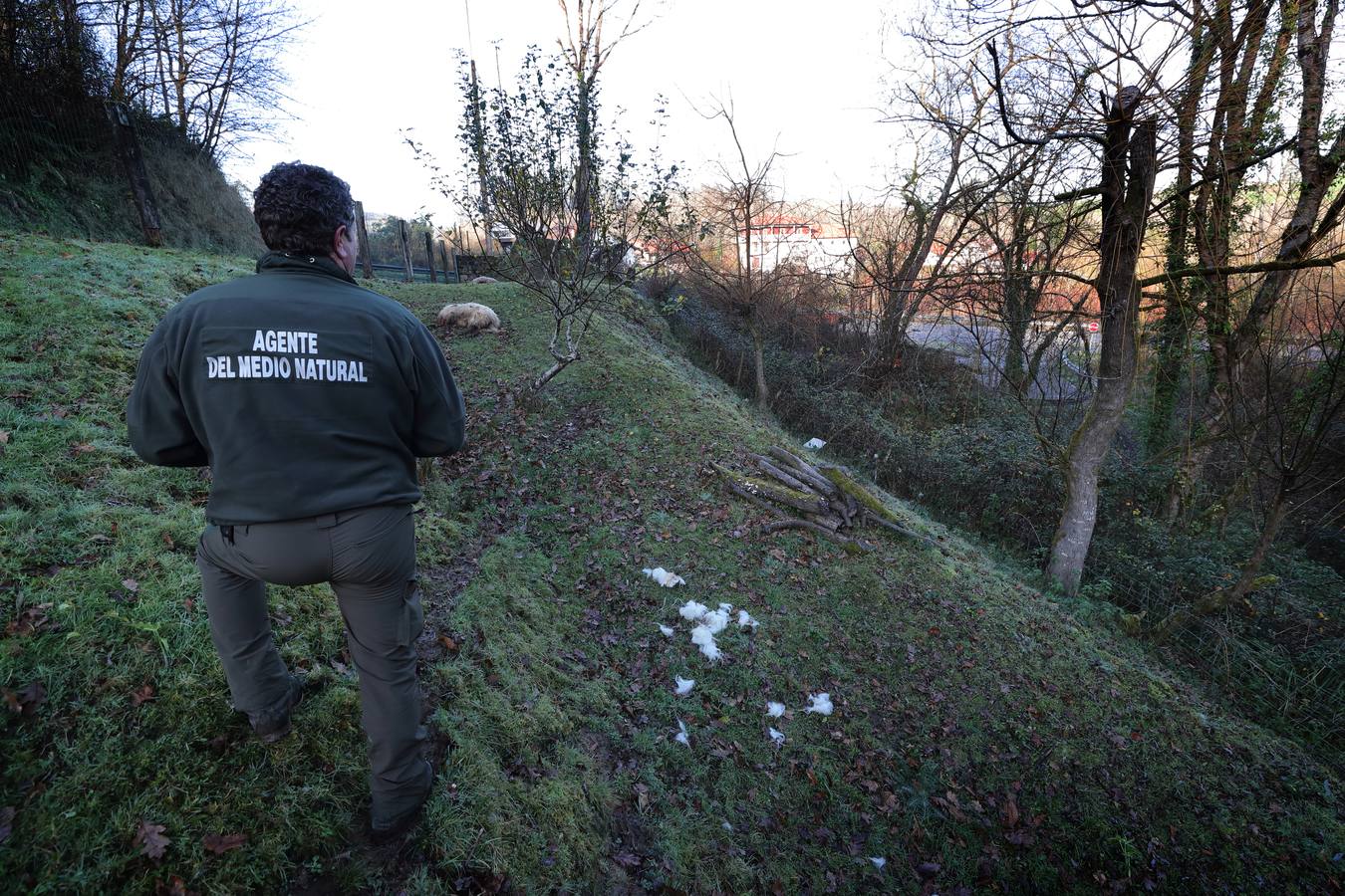 Fotos: Los lobos matan un rebaño de ovejas en Valdáliga