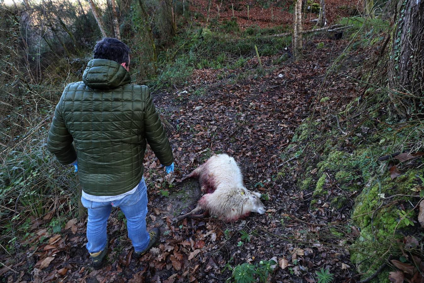 Fotos: Los lobos matan un rebaño de ovejas en Valdáliga