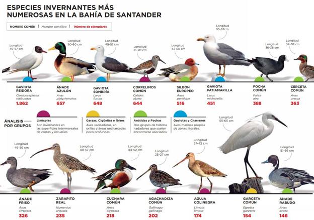 A las aves les gusta la Bahía