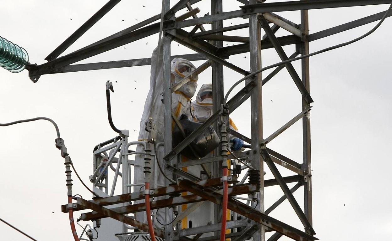 Los bomberos retiran un nido de avispa asiática de una torre de alta tensión junto al pabellón Habana Vieja.