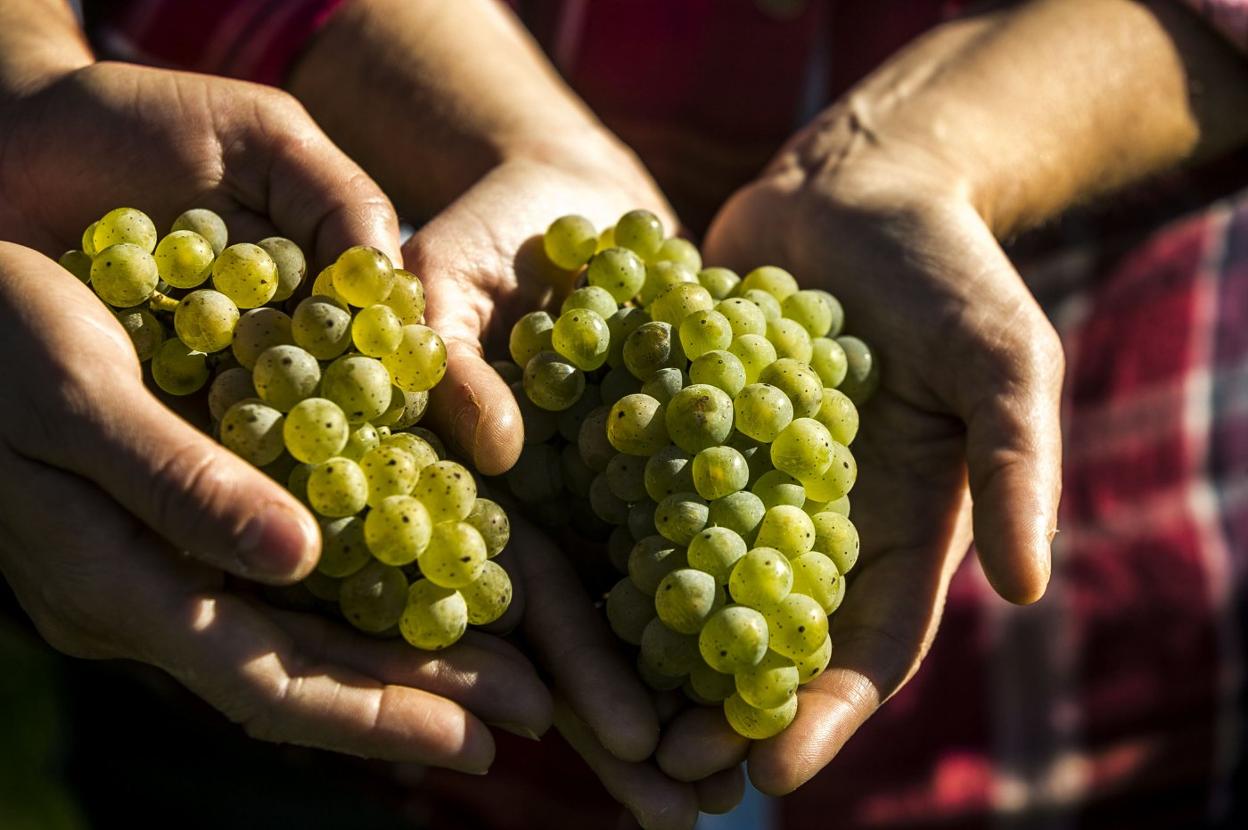 Racimos de uva cosechados en una bodega de la región. :