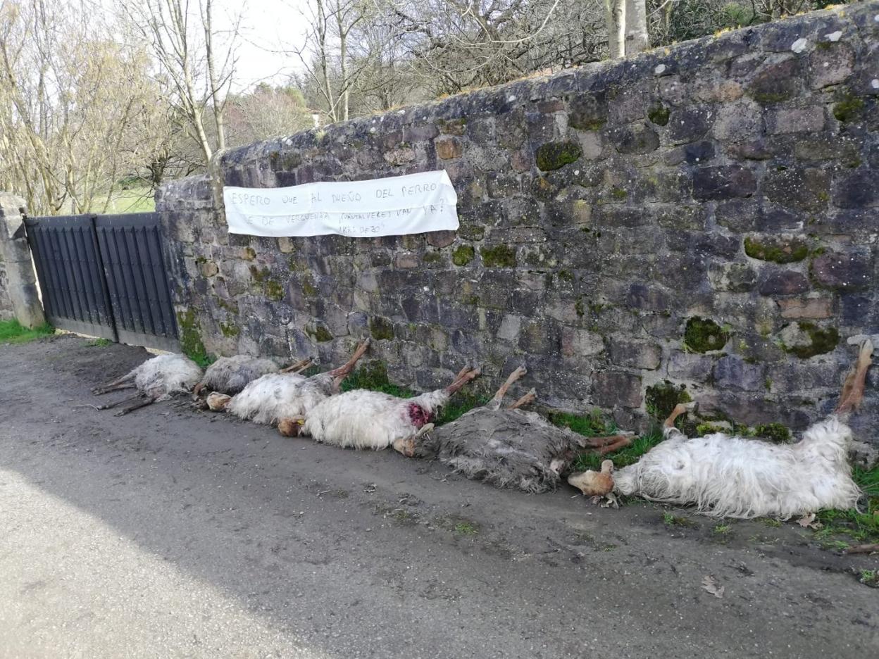 A las puertas de la finca donde trabaja, la mujer colocó seis de los animales sin vida junto a un cartel. DM