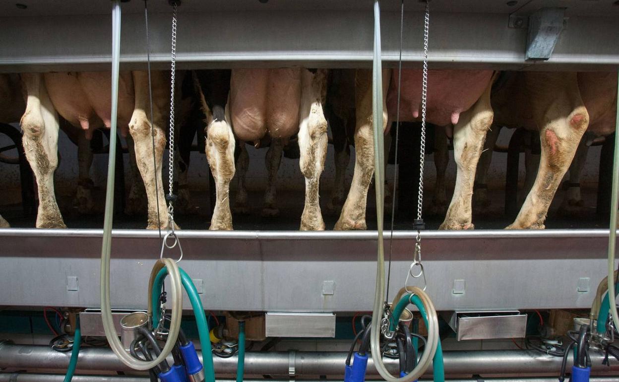 Cantabria pide 4 céntimos más por litro de leche para «salvar» al sector