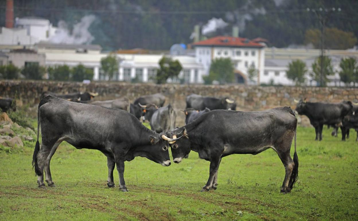 De la PAC dependen muchas ayudas al sector cántabro.