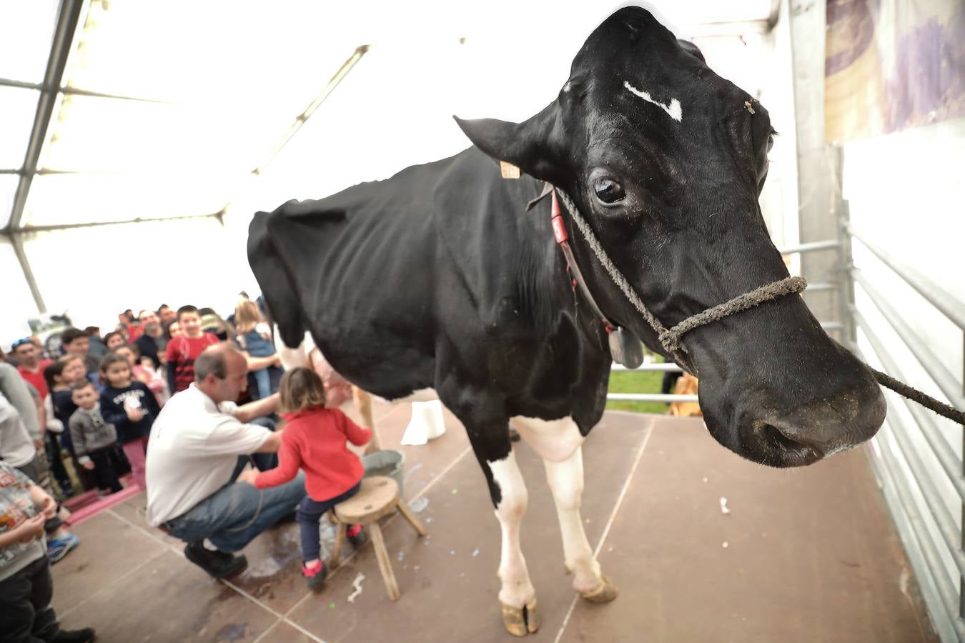 La Feria de la Leche de Trasierra ha ensalzado la labor de los ganaderos y un precio justo para la leche por cuarto año consecutivo, un evento con gran aceptación que se ha celebrado en este barrio del municipio de Ruiloba con motivo de la festividad de Santa Eulalia. 