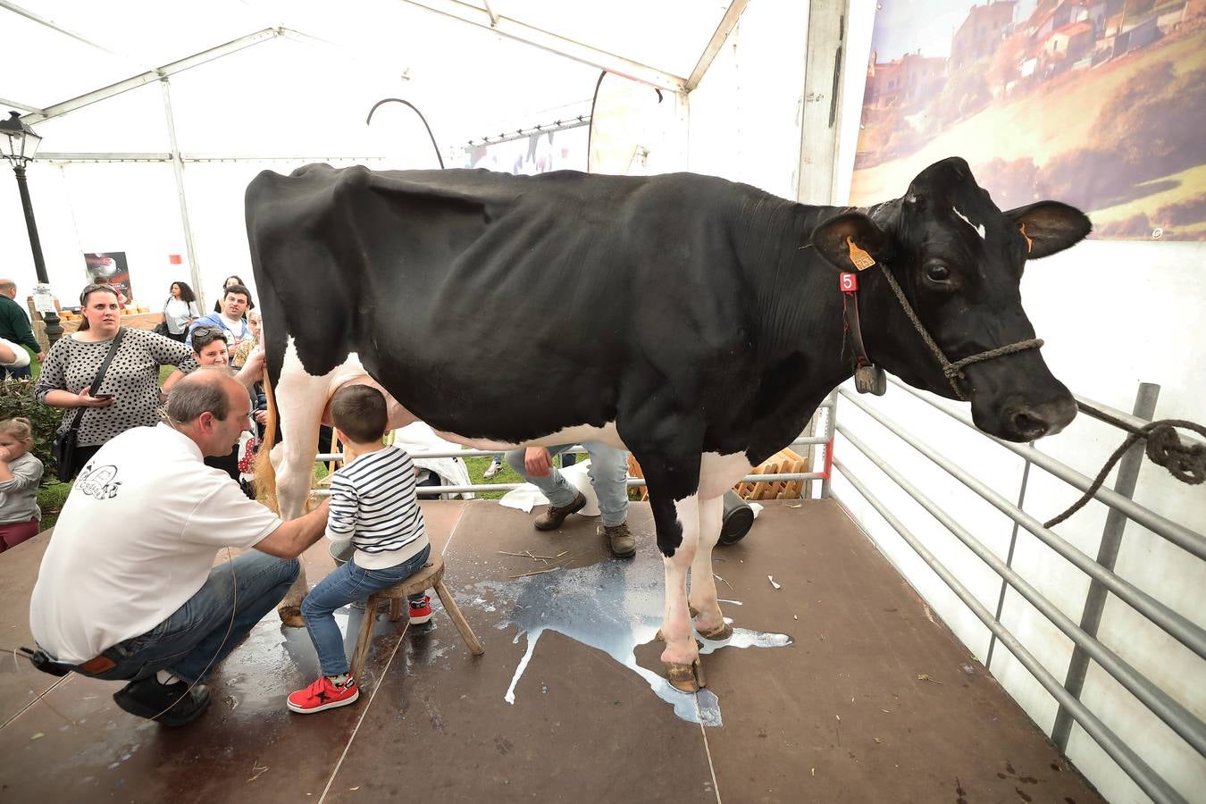 La Feria de la Leche de Trasierra ha ensalzado la labor de los ganaderos y un precio justo para la leche por cuarto año consecutivo, un evento con gran aceptación que se ha celebrado en este barrio del municipio de Ruiloba con motivo de la festividad de Santa Eulalia. 