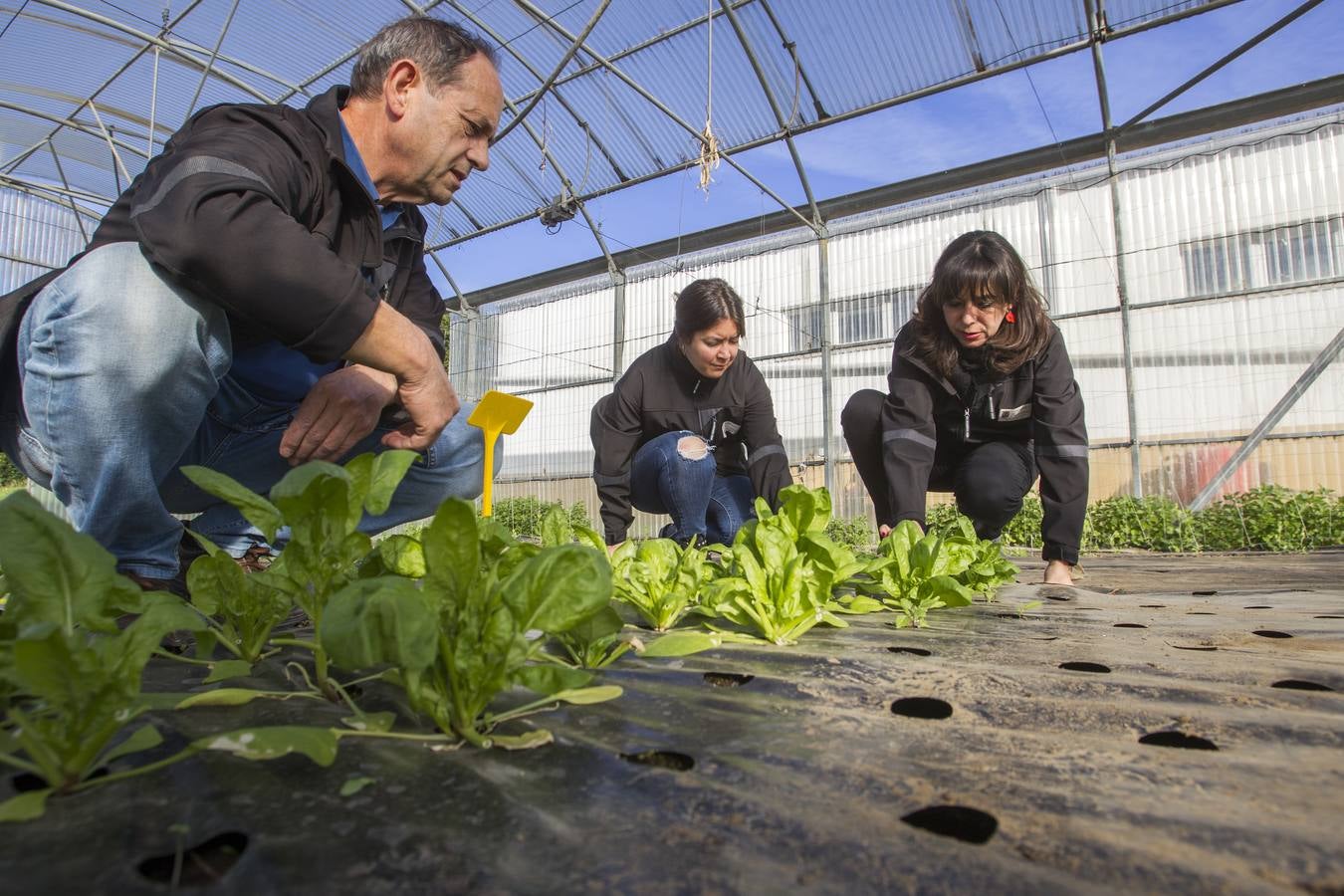 El banco de semillas del Centro de Investigación y Formación Agraria (CIFA) de Cantabria atesora el patrimonio genético de especies hortofrutícolas tradicionales de la región. Su trabajo busca frenar la pérdida de la biodiversidad agrícola; recuperar el cultivo de variedades tradicionales; favorecer la seguridad alimentaria; garantizar la disponibilidad de los recursos necesarios en el futuro y la puesta en valor de especies que tal vez tengan menos rentabilidad comercial, pero que su alta calidad y sus propiedades organolépticas –cómo sabe, cómo huele, su textura– compense ese mayor coste 