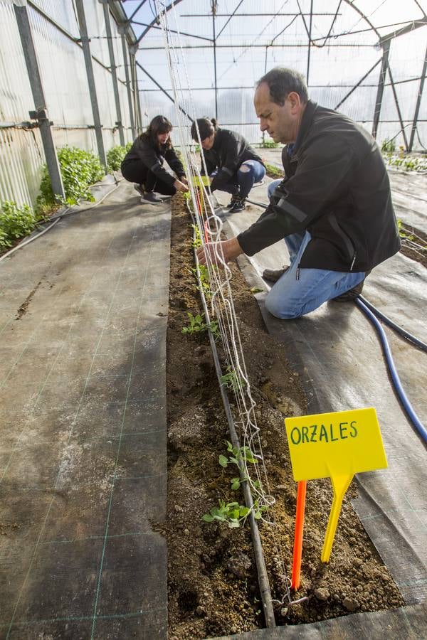 El banco de semillas del Centro de Investigación y Formación Agraria (CIFA) de Cantabria atesora el patrimonio genético de especies hortofrutícolas tradicionales de la región. Su trabajo busca frenar la pérdida de la biodiversidad agrícola; recuperar el cultivo de variedades tradicionales; favorecer la seguridad alimentaria; garantizar la disponibilidad de los recursos necesarios en el futuro y la puesta en valor de especies que tal vez tengan menos rentabilidad comercial, pero que su alta calidad y sus propiedades organolépticas –cómo sabe, cómo huele, su textura– compense ese mayor coste 