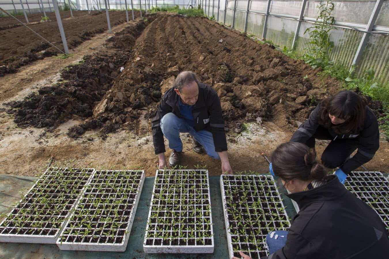 El banco de semillas del Centro de Investigación y Formación Agraria (CIFA) de Cantabria atesora el patrimonio genético de especies hortofrutícolas tradicionales de la región. Su trabajo busca frenar la pérdida de la biodiversidad agrícola; recuperar el cultivo de variedades tradicionales; favorecer la seguridad alimentaria; garantizar la disponibilidad de los recursos necesarios en el futuro y la puesta en valor de especies que tal vez tengan menos rentabilidad comercial, pero que su alta calidad y sus propiedades organolépticas –cómo sabe, cómo huele, su textura– compense ese mayor coste 