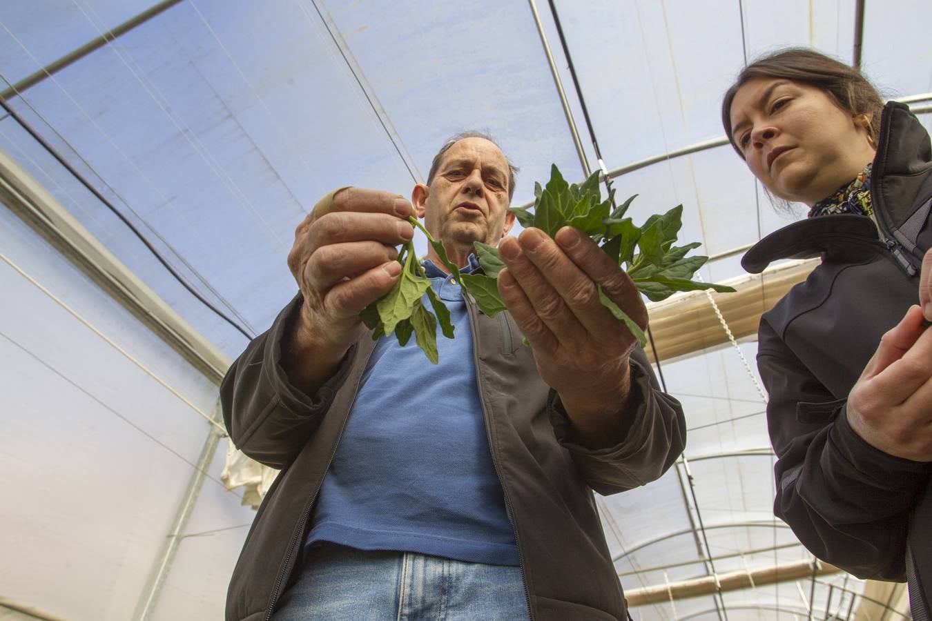 El banco de semillas del Centro de Investigación y Formación Agraria (CIFA) de Cantabria atesora el patrimonio genético de especies hortofrutícolas tradicionales de la región. Su trabajo busca frenar la pérdida de la biodiversidad agrícola; recuperar el cultivo de variedades tradicionales; favorecer la seguridad alimentaria; garantizar la disponibilidad de los recursos necesarios en el futuro y la puesta en valor de especies que tal vez tengan menos rentabilidad comercial, pero que su alta calidad y sus propiedades organolépticas –cómo sabe, cómo huele, su textura– compense ese mayor coste 