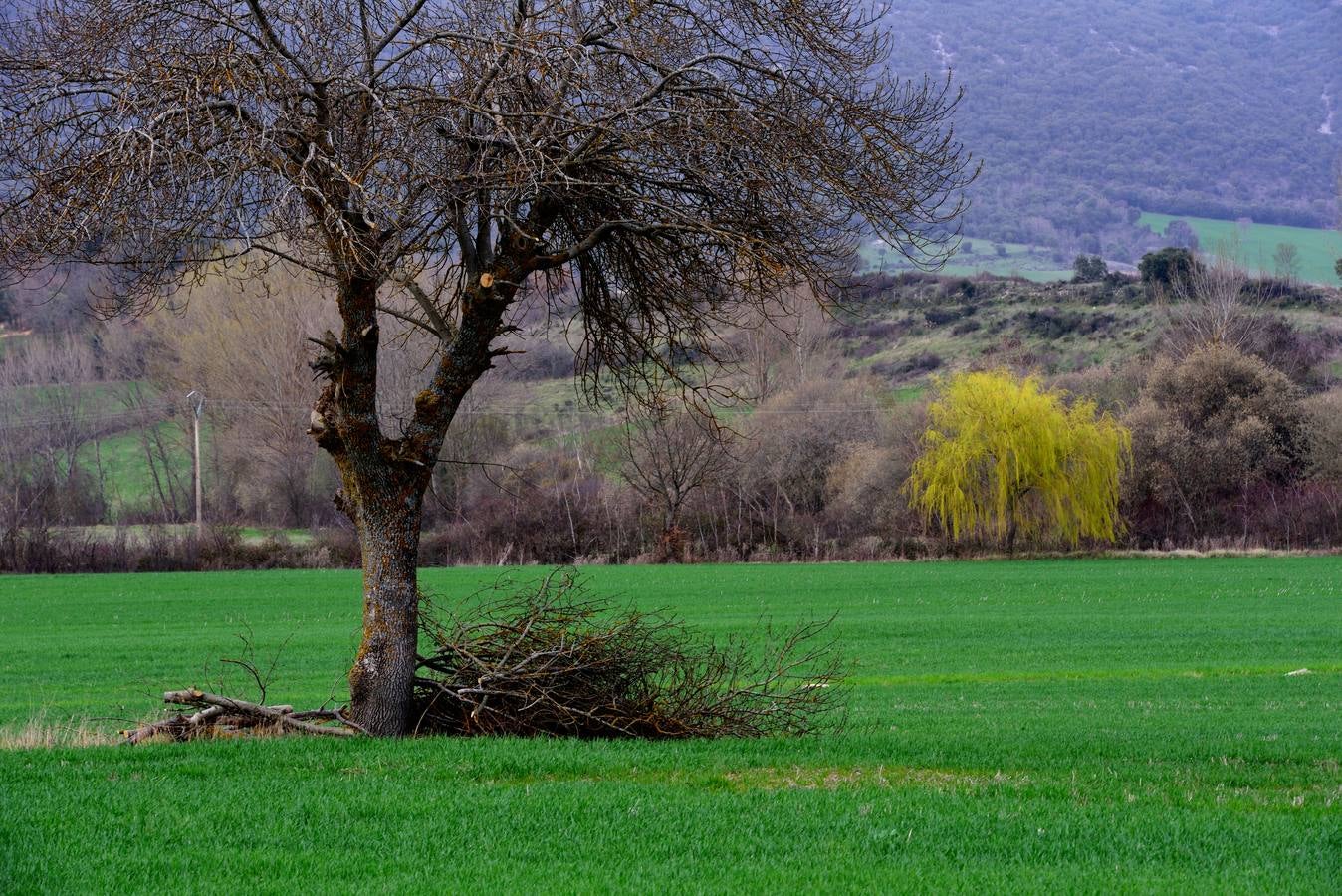 Tierra de cultivo, ahora verde, cerca de Salazar.