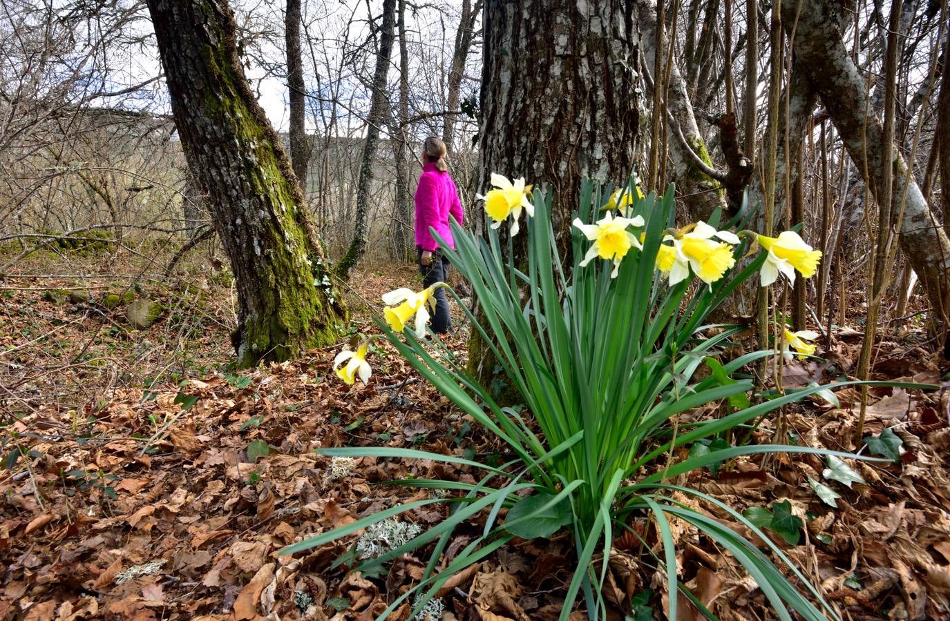 Los narcisos silvestres se han adelantado y lucen sus flores amarillas en algunos recodos.