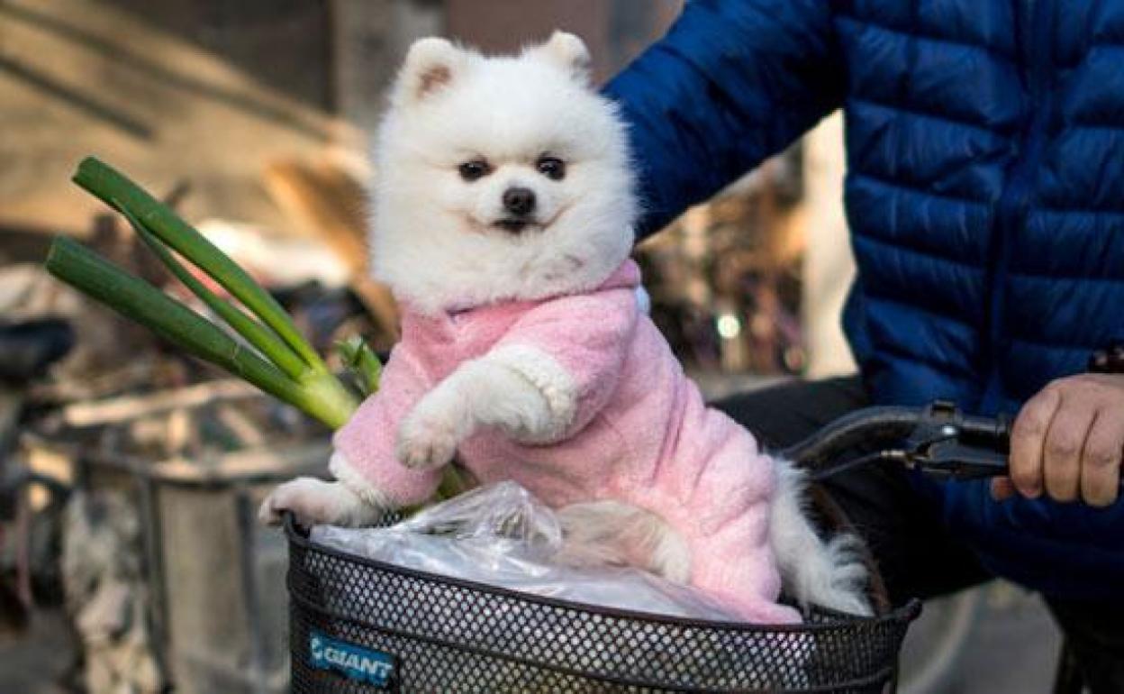 Perro de raza pomerania, la misma del can al que se ha detectado el virus en China.