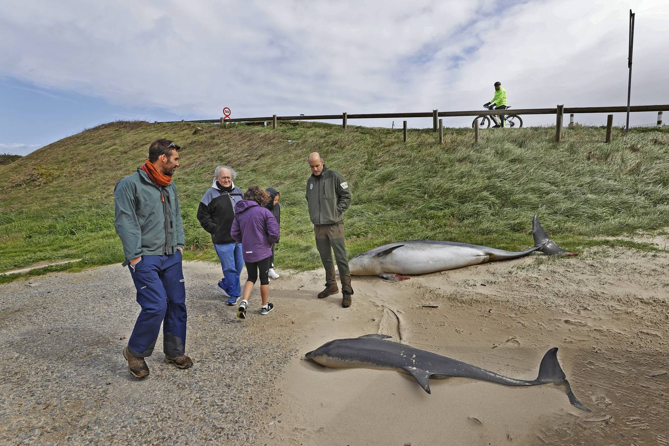 Dos delfines mulares han aparecido esta mañana varados en la orilla de la playa de Gerra, en San Vicente de la Barquera. El procedimiento siempre es el mismo. Llegar hasta el punto facilitado, certificar la muerte de los animales, llamar al veterinario y trasladarlo al centro de recuperación de Cabárceno para que analicen los cuerpos y el motivo del fallecimiento.