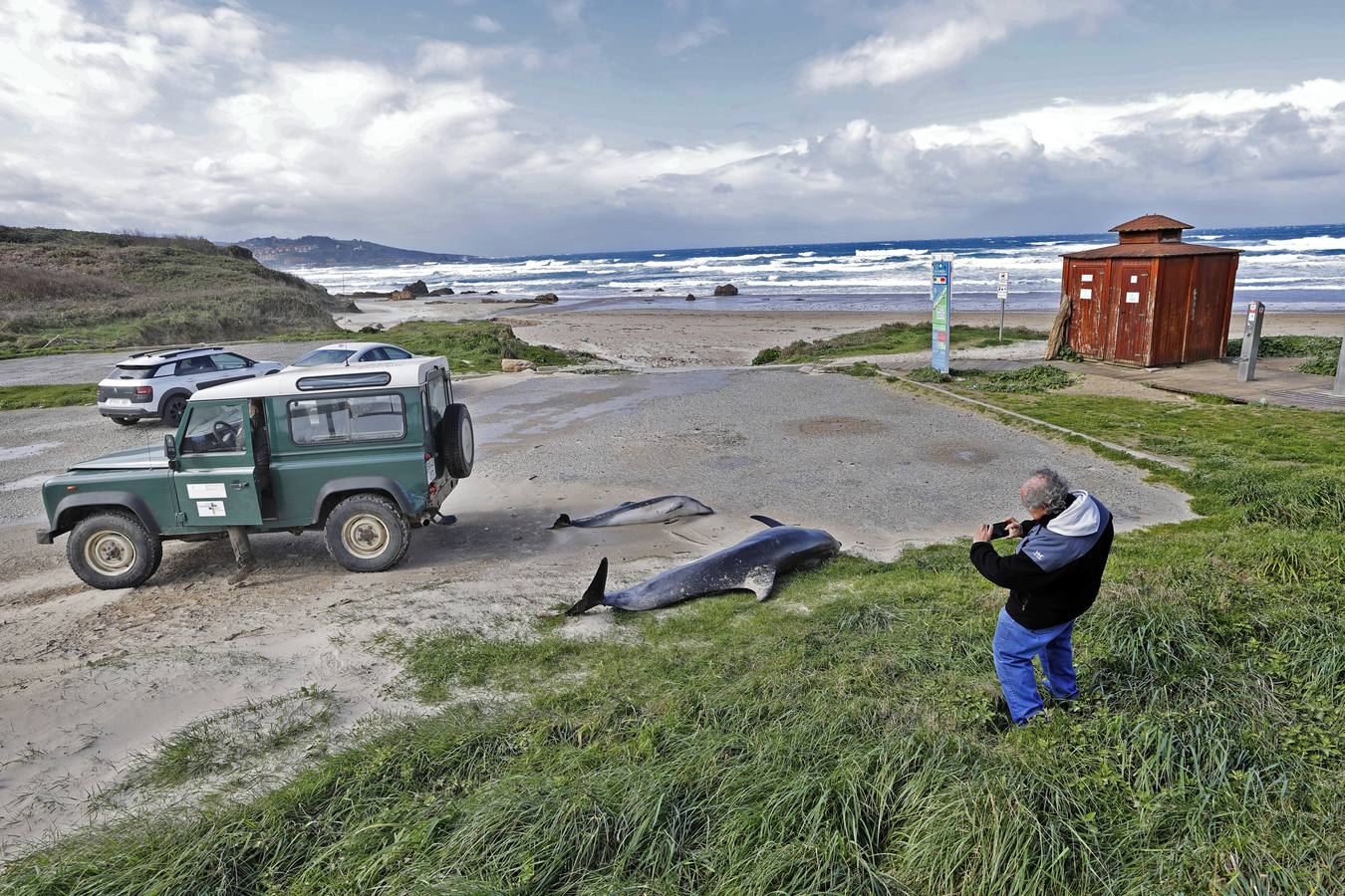 Dos delfines mulares han aparecido esta mañana varados en la orilla de la playa de Gerra, en San Vicente de la Barquera. El procedimiento siempre es el mismo. Llegar hasta el punto facilitado, certificar la muerte de los animales, llamar al veterinario y trasladarlo al centro de recuperación de Cabárceno para que analicen los cuerpos y el motivo del fallecimiento.