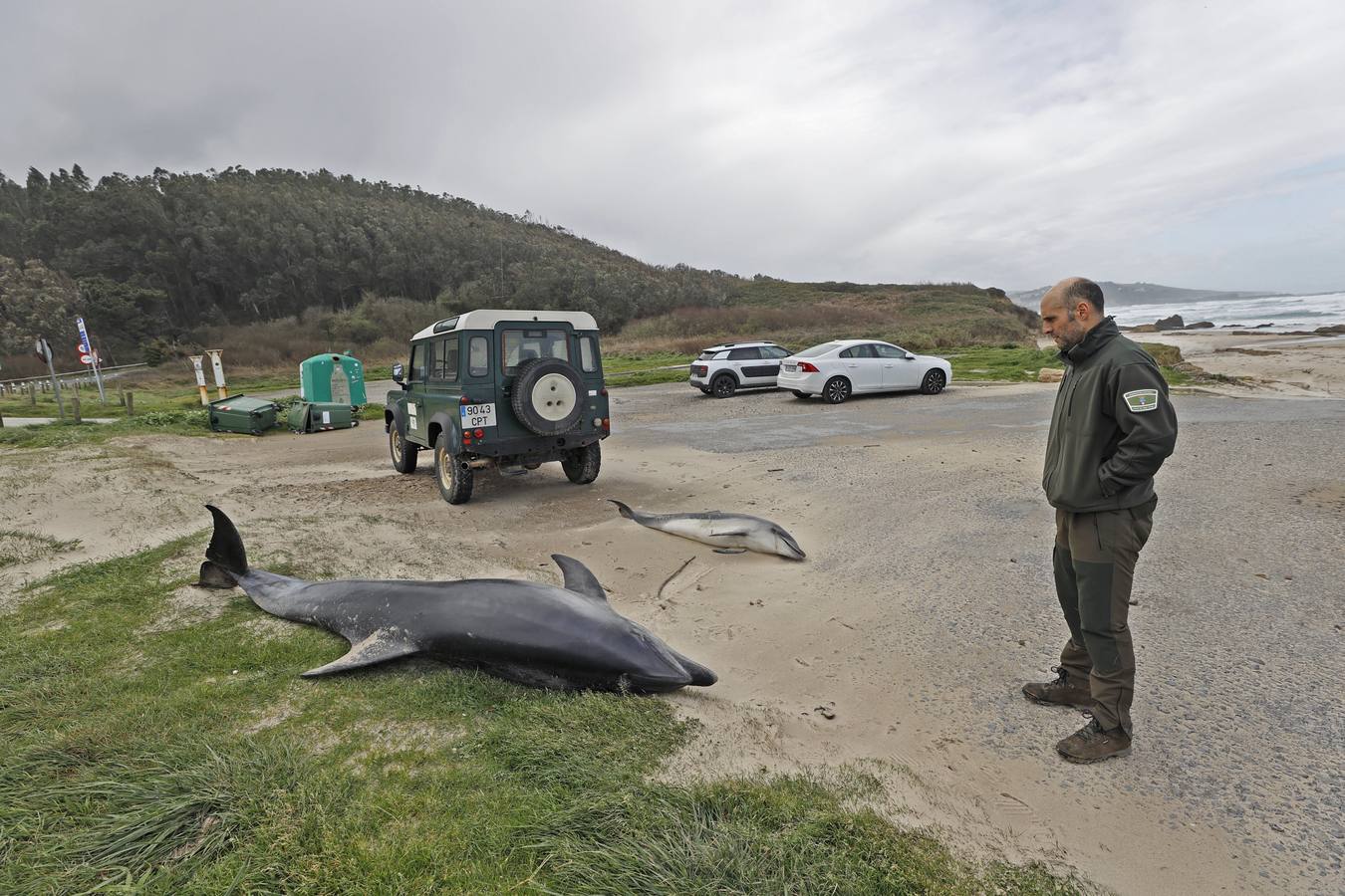 Dos delfines mulares han aparecido esta mañana varados en la orilla de la playa de Gerra, en San Vicente de la Barquera. El procedimiento siempre es el mismo. Llegar hasta el punto facilitado, certificar la muerte de los animales, llamar al veterinario y trasladarlo al centro de recuperación de Cabárceno para que analicen los cuerpos y el motivo del fallecimiento.