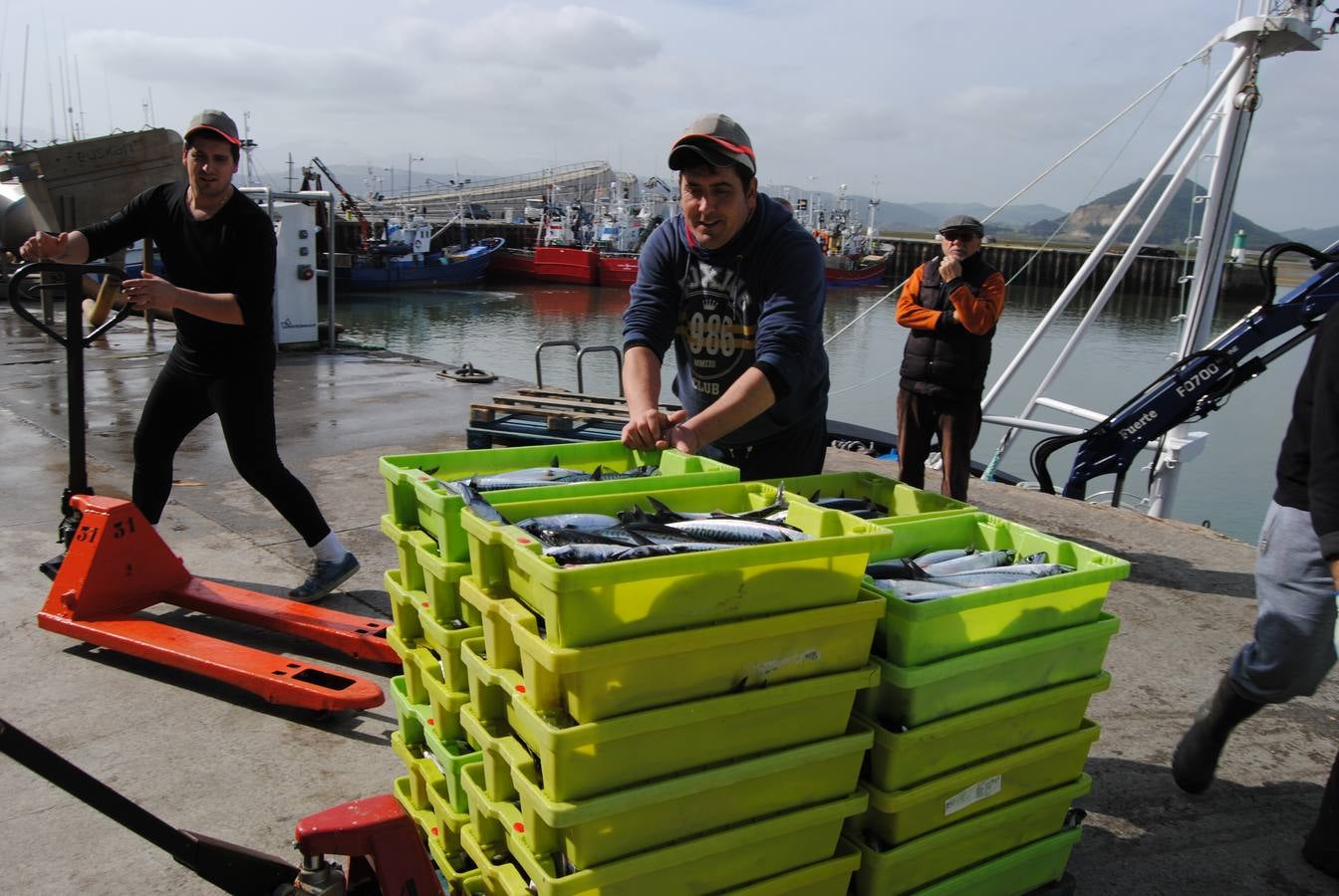 Fotos: 135 toneladas de verdel entran en la lonja de Santoña