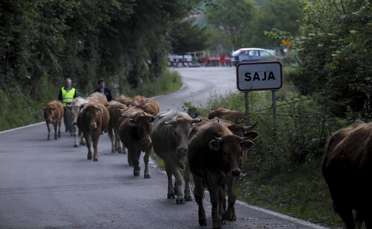 Tudancas de camino a los puertos