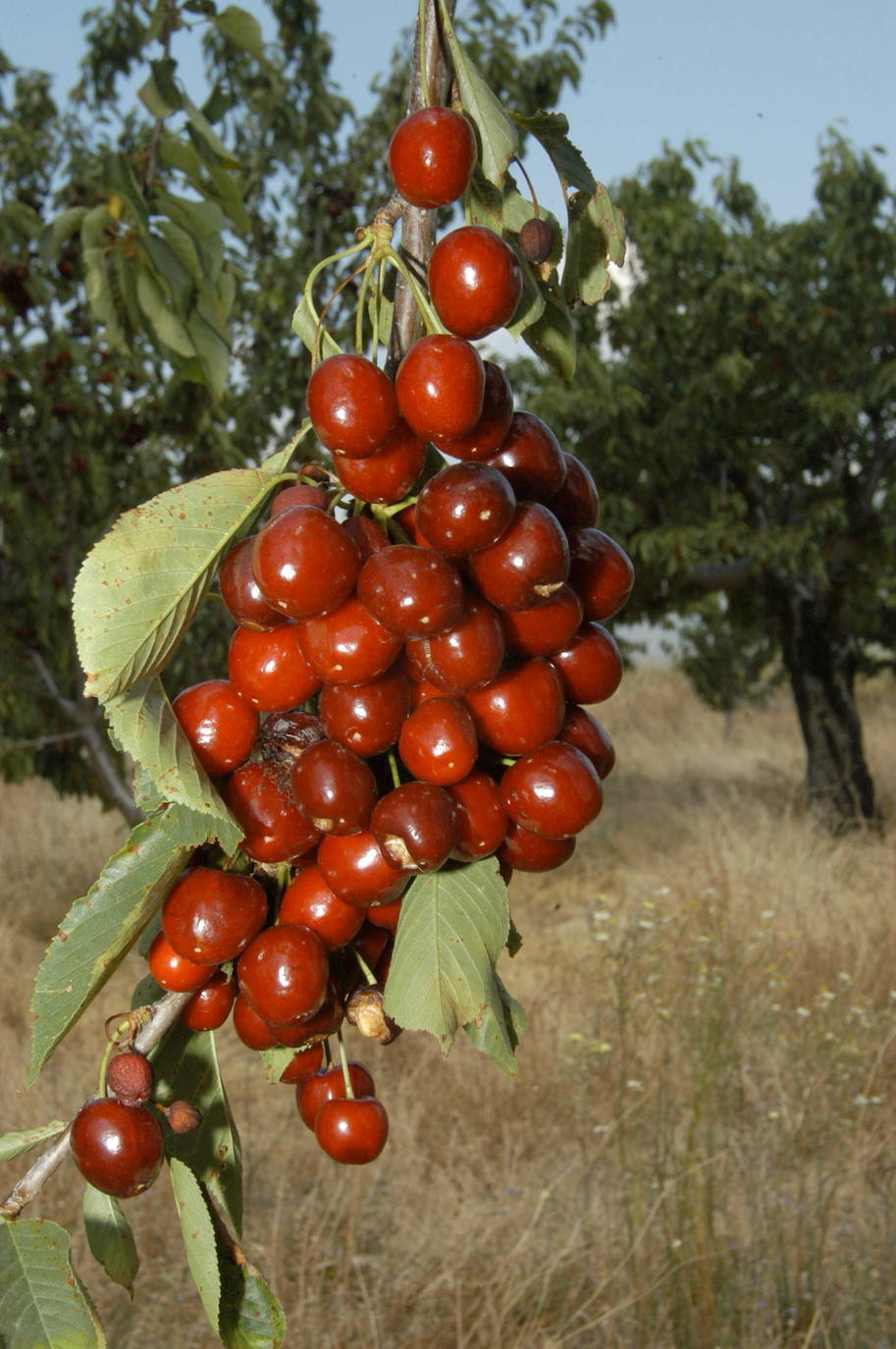 Fotos: La floración de los cerezos del Jerte siempre ha sido un espectáculo para la vista