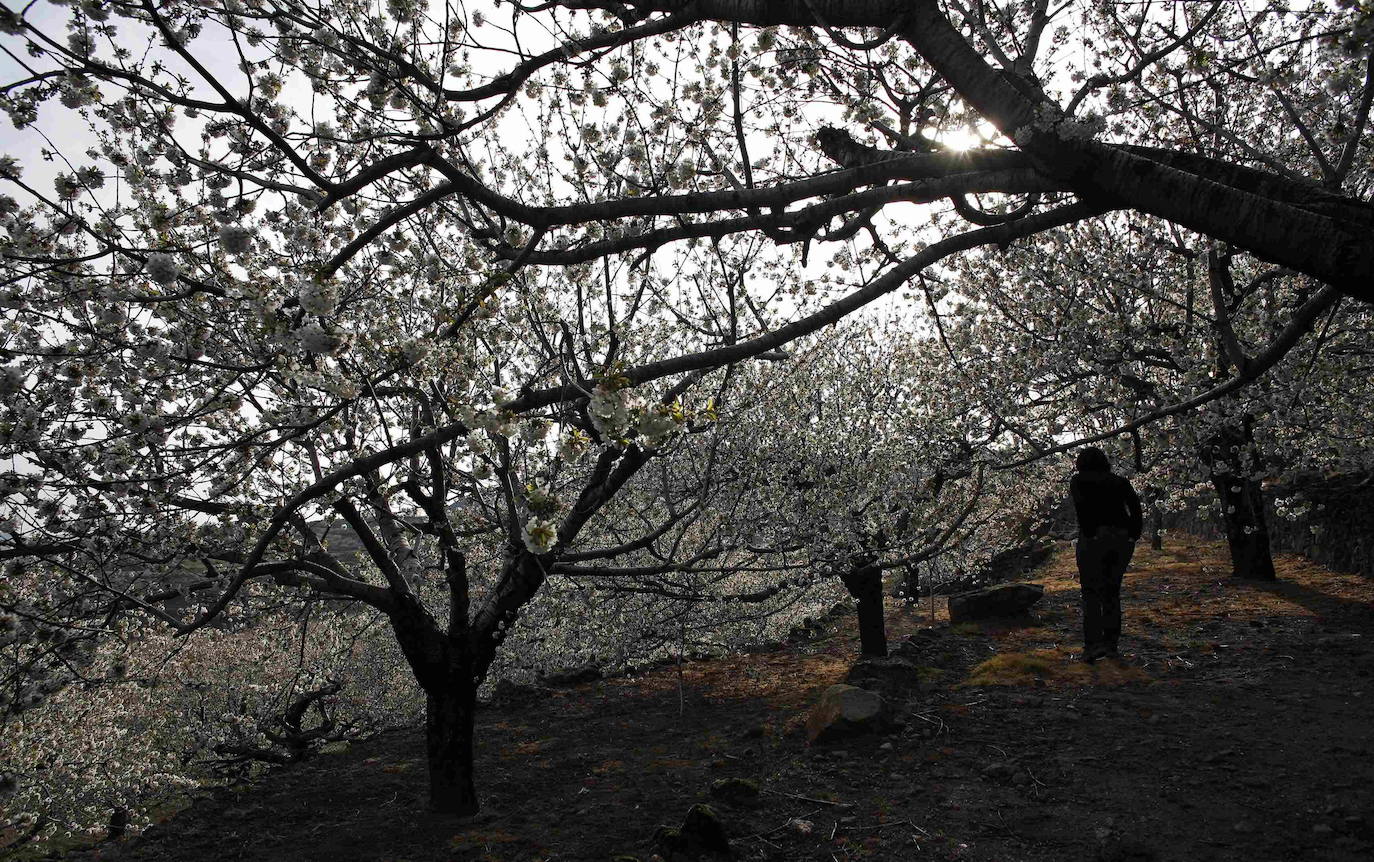 Fotos: La floración de los cerezos del Jerte siempre ha sido un espectáculo para la vista