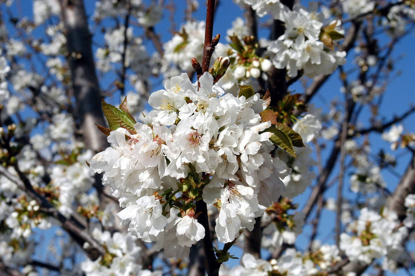 Fotos: La floración de los cerezos del Jerte siempre ha sido un espectáculo para la vista